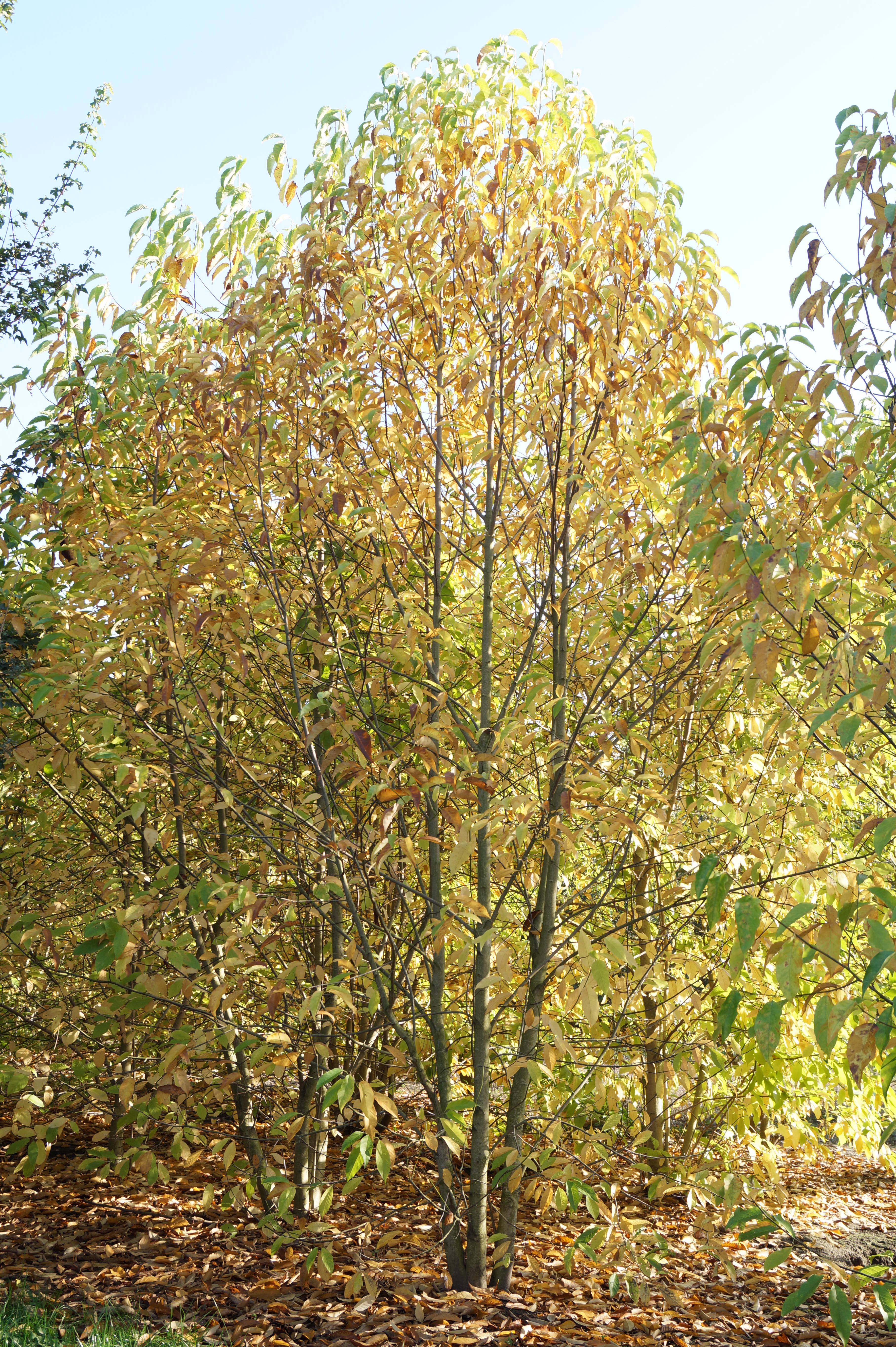 Magnolia kobus_23